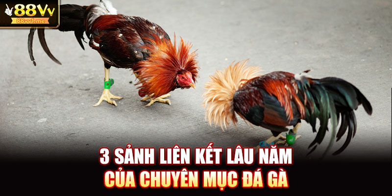 3 sảnh liên kết lâu năm của chuyên mục đá gà