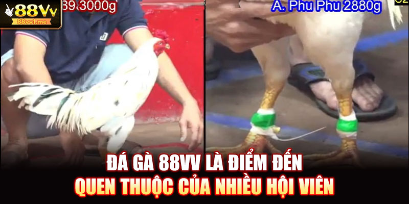Đá gà 88VV là điểm đến quen thuộc của nhiều hội viên
