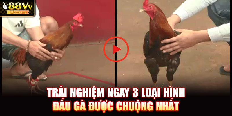 Trải nghiệm ngay 3 loại hình đấu gà được chuộng nhất
